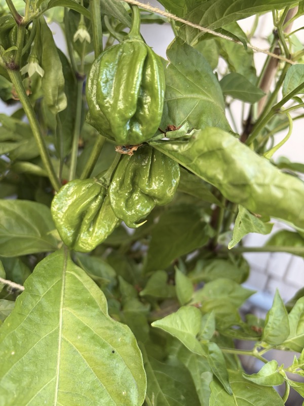 7 Pot Peach photo 2