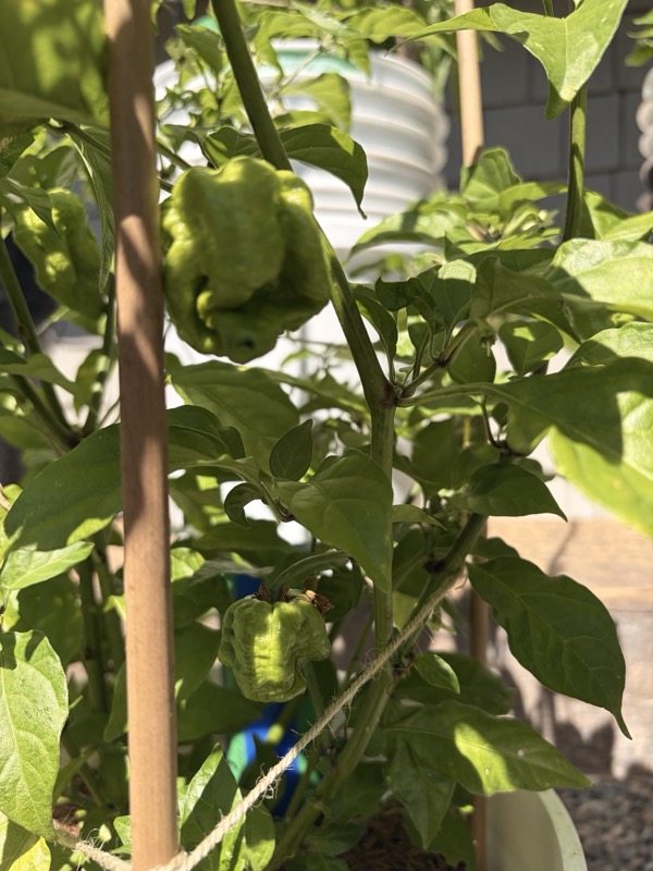 7 Pot Peach