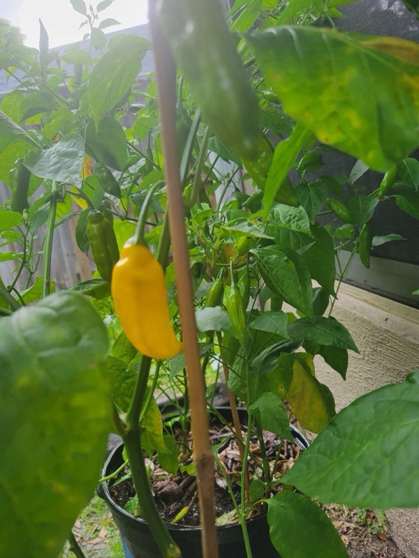 Aji Limón