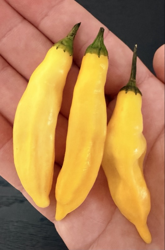 Aji Limón