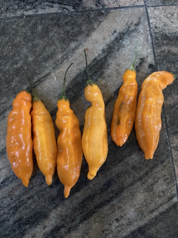 Aji Mango