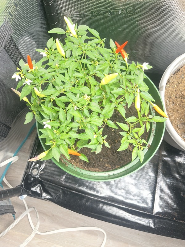 Aji Omnicolor photo 2