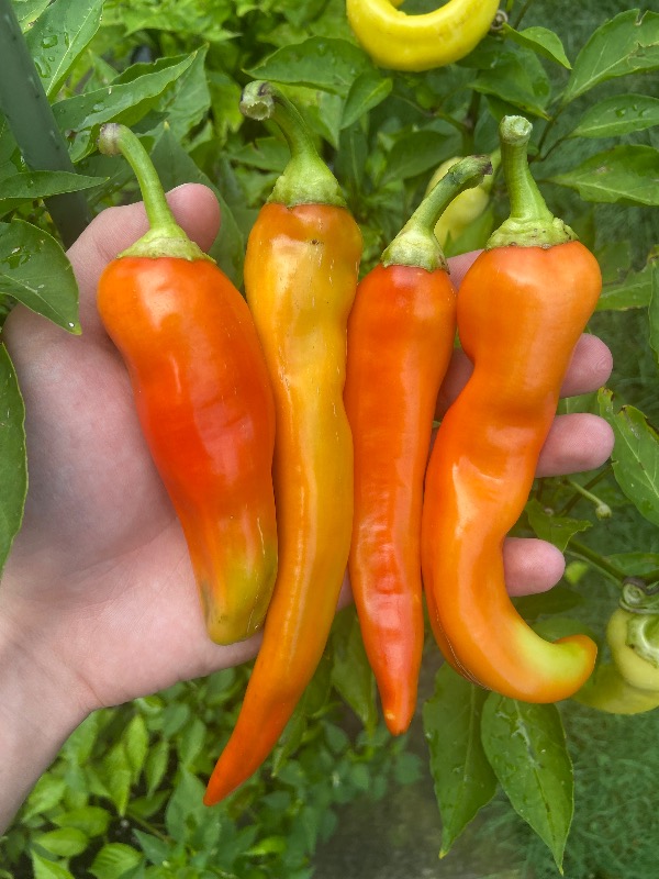 Banana Pepper