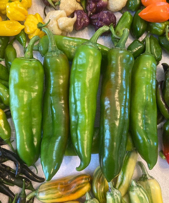 Big Jim Chile photo 2