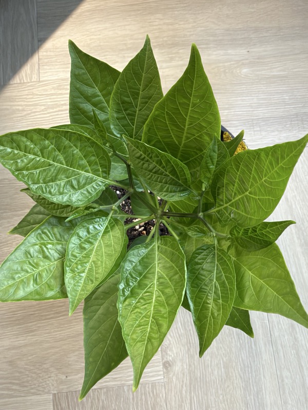Biquinho Pepper photo 2