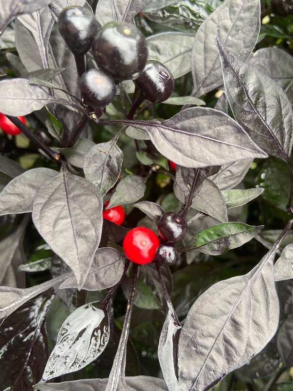 Black Pearl Pepper