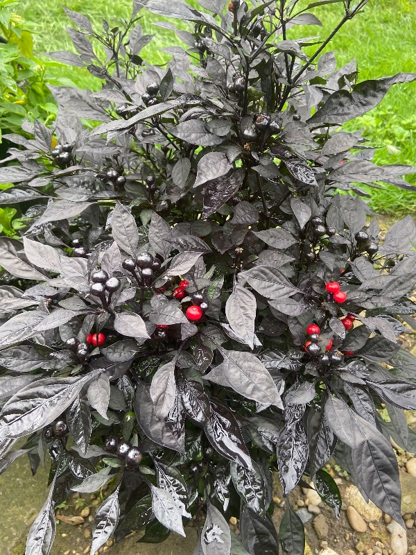 Black Pearl Pepper photo 2