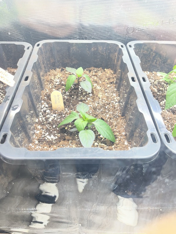 Black Prince Pepper photo 2