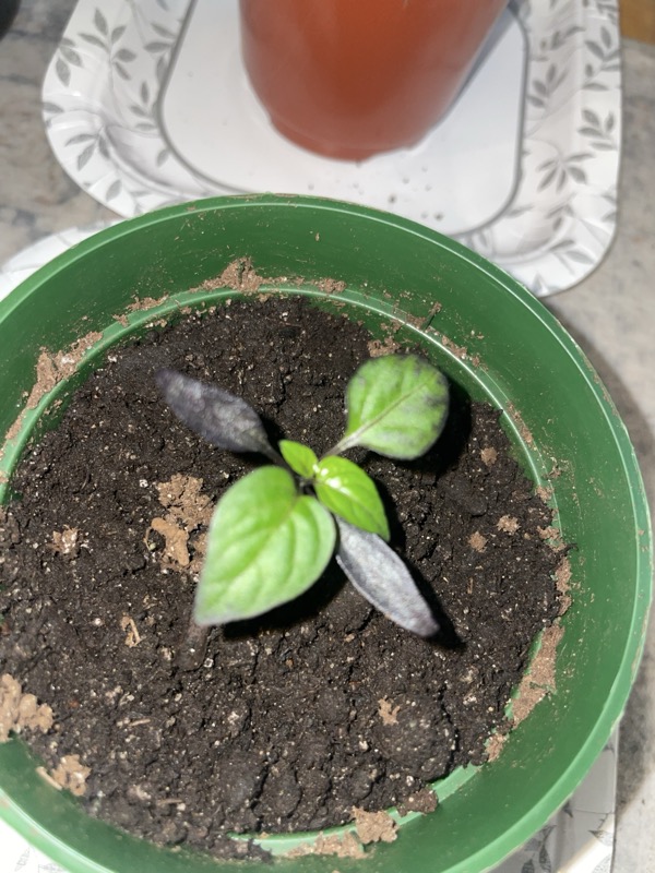 Black Prince Pepper photo 3