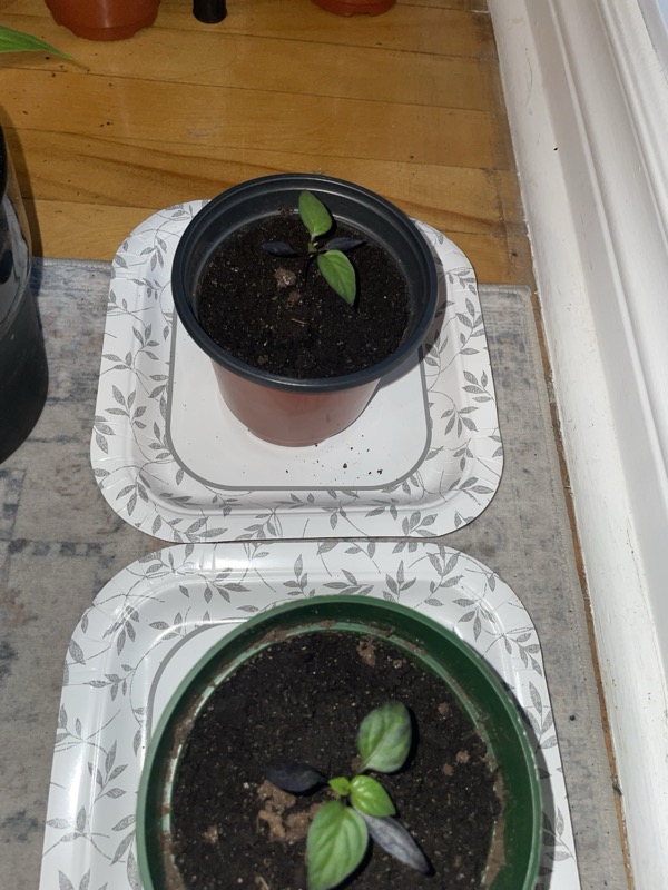 Black Prince Pepper