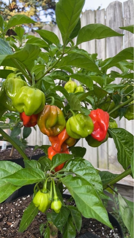 Caribbean Red Habanero