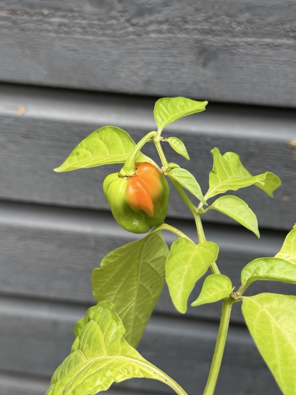 Caribbean Red Habanero