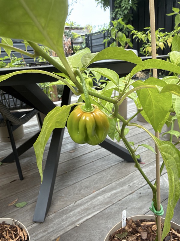 Caribbean Red Habanero