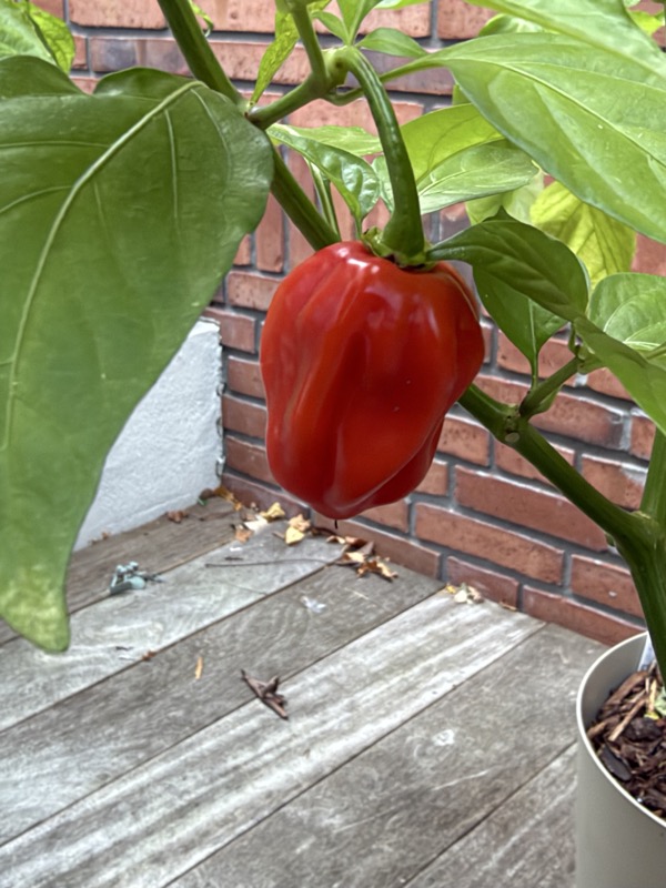 Caribbean Red Habanero