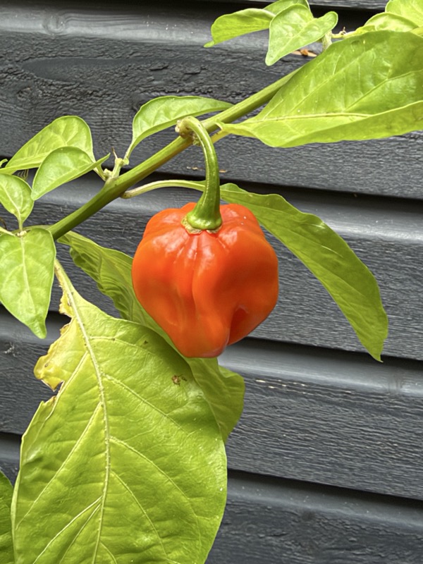 Caribbean Red Habanero