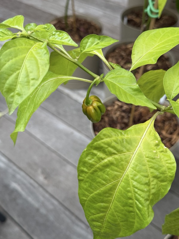 Caribbean Red Habanero photo 2