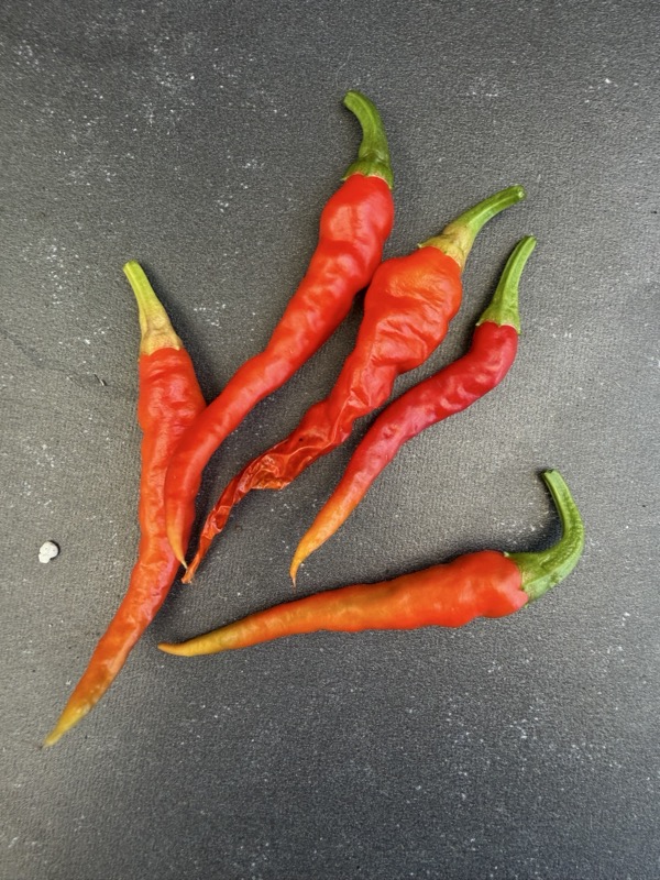 Cayenne