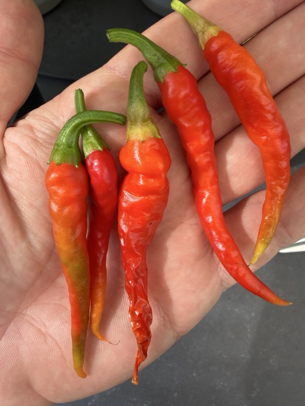 Cayenne photo 4