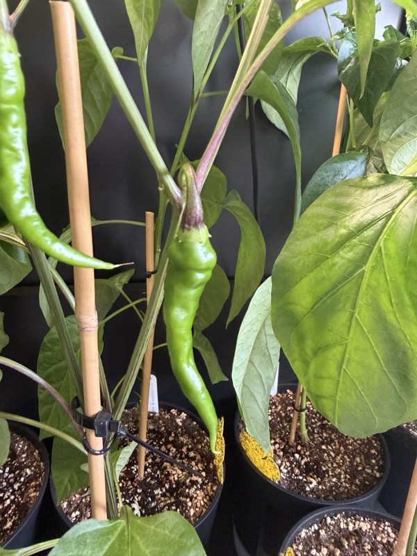 Unripe Cayenne, in this case full sized pod.