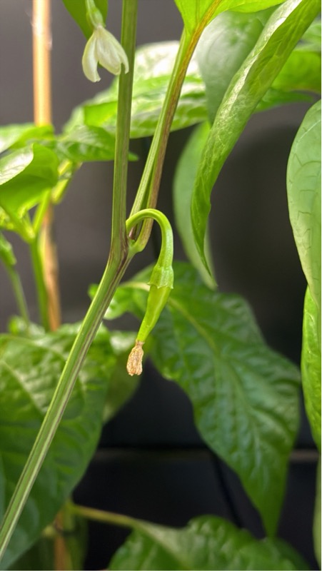 Tiny Cayenne pod just appeared!