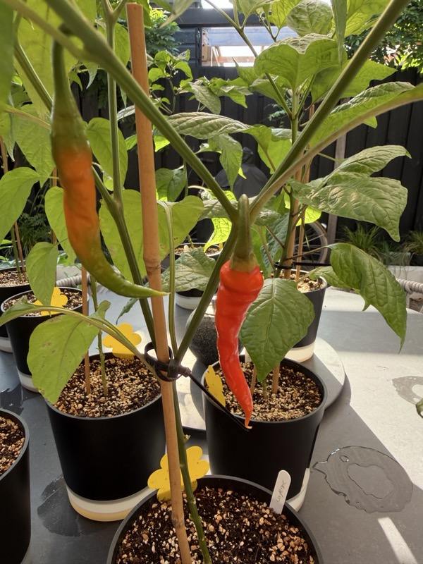Cayenne