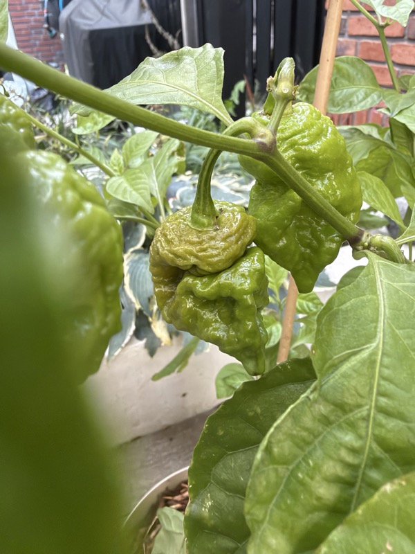 Chocolate Ghost Pepper photo 3