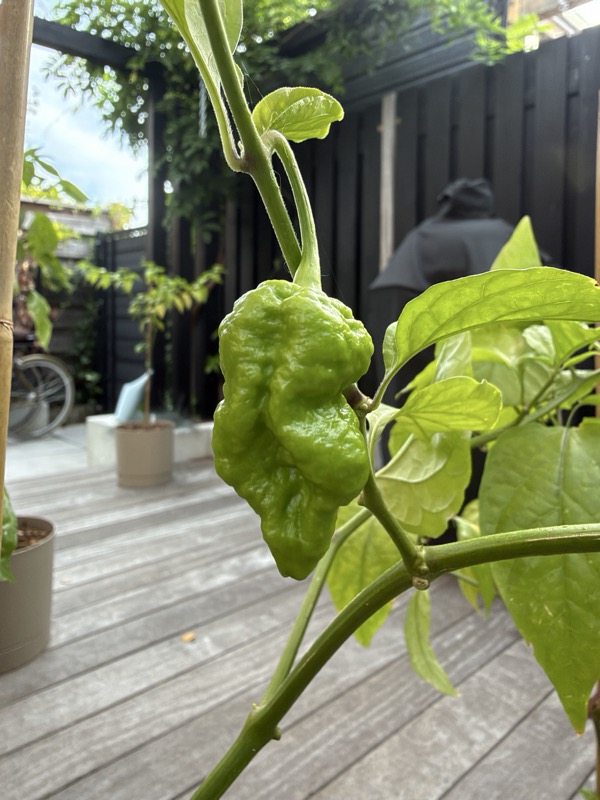 Chocolate Ghost Pepper