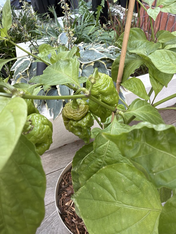 Chocolate Ghost Pepper