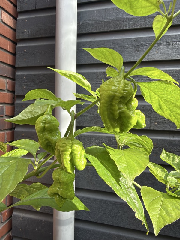 Chocolate Ghost Pepper photo 2