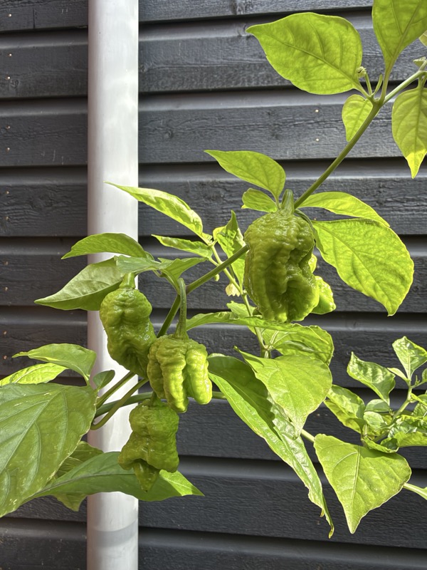 Chocolate Ghost Pepper photo 4