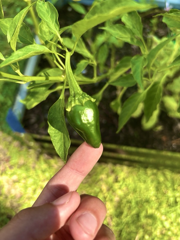 Chocolate Habanero photo 2