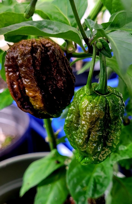 Naga Brain Chocolate