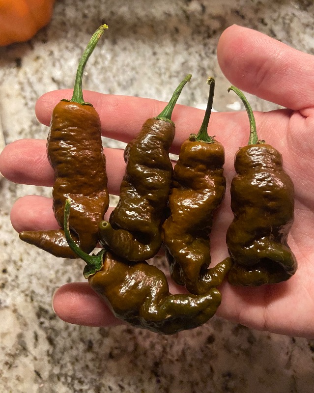 Chocolate Primotalii Pepper