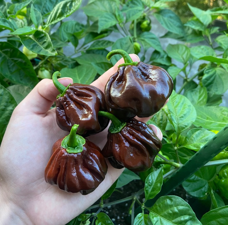 Chocolate Scotch Bonnet photo 2