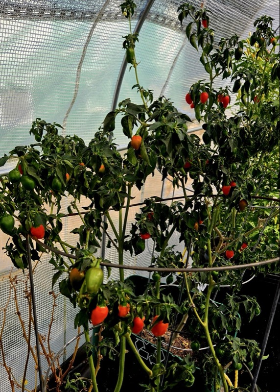 Dalle Khursani