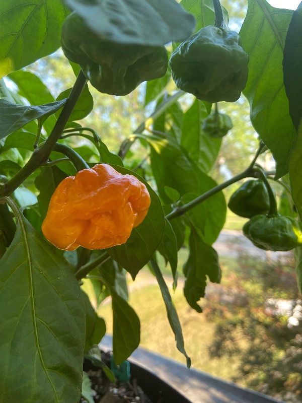 Foodarama Yellow Scotch Bonnet