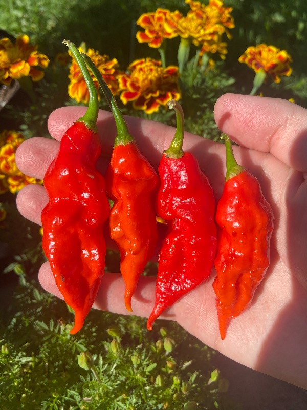 Ghost Pepper