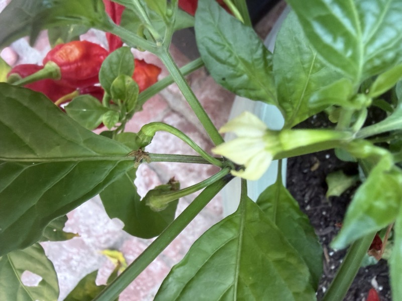 Ghost Pepper photo 4