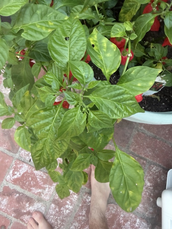 Ghost Pepper
