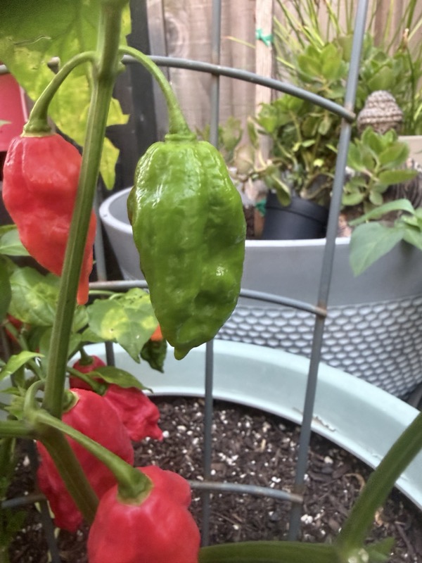 Ghost Pepper photo 3