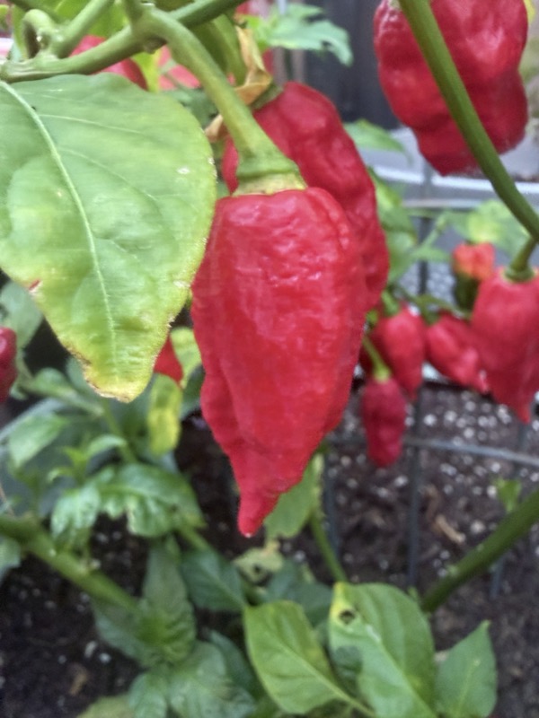 Ghost Pepper