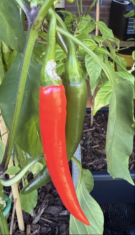 Goat Horn Pepper