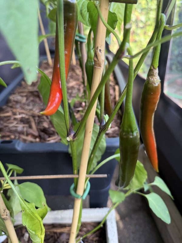 Goat Horn Pepper photo 2