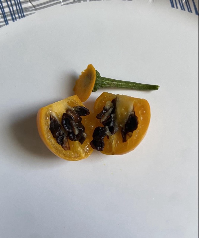 Honey Badger Rocoto