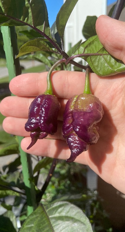 Jay's Pink Reaper Lemon