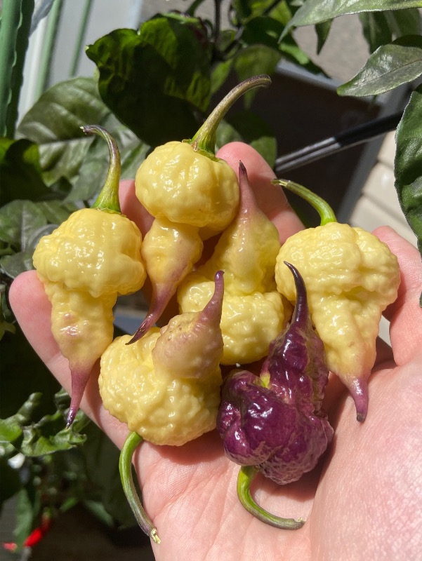 Jay's Pink Reaper Lemon photo 4