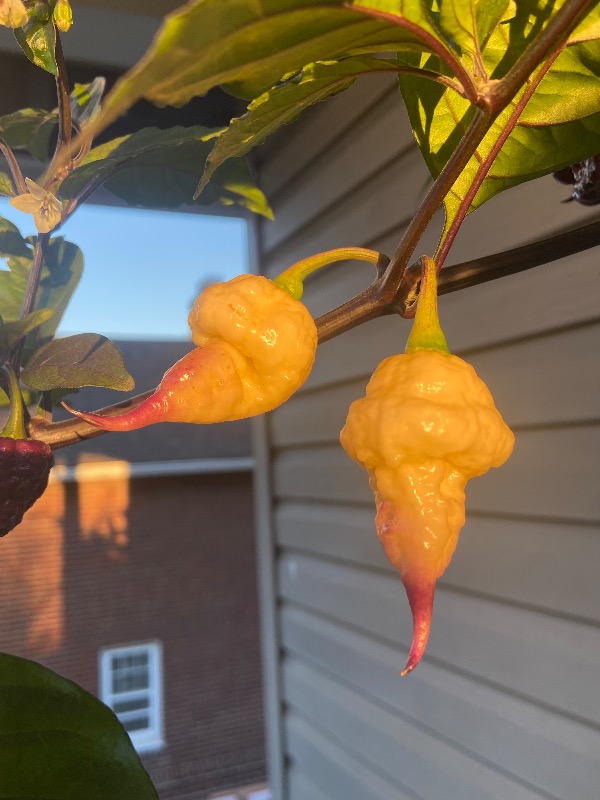 Jay's Pink Reaper Lemon photo 3