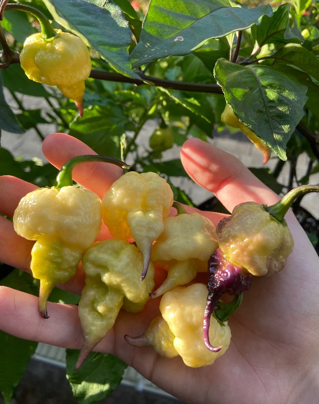 Jay's Pink Reaper Lemon