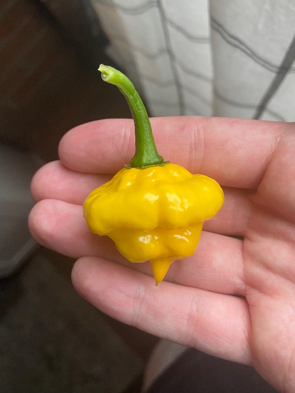 KS Lemon Starrburst