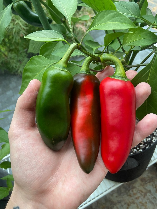 Megatron Jalapeño
